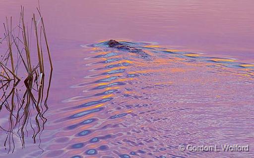 Sunset Beaver_07852.jpg - Photographed along the Rideau Canal Waterway at Smiths Falls, Ontario, Canada.
